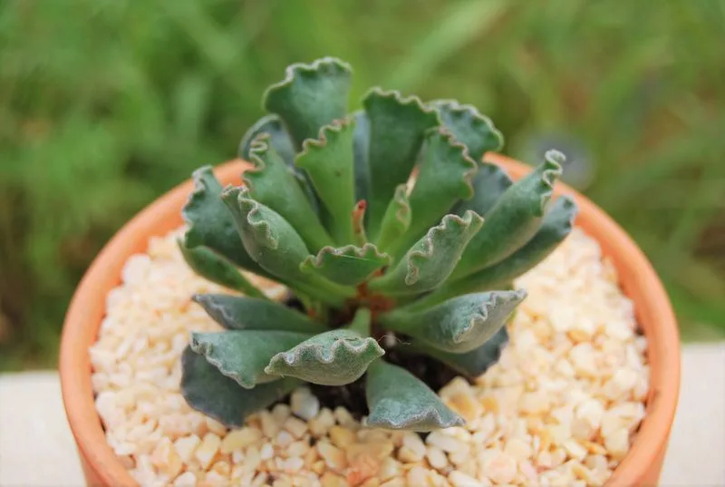 Adromischus cristatus