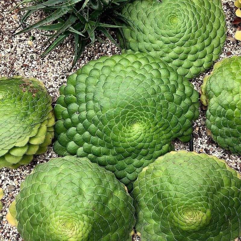 Aeonium Tabuliforme (Dinner Plate Aeonium)