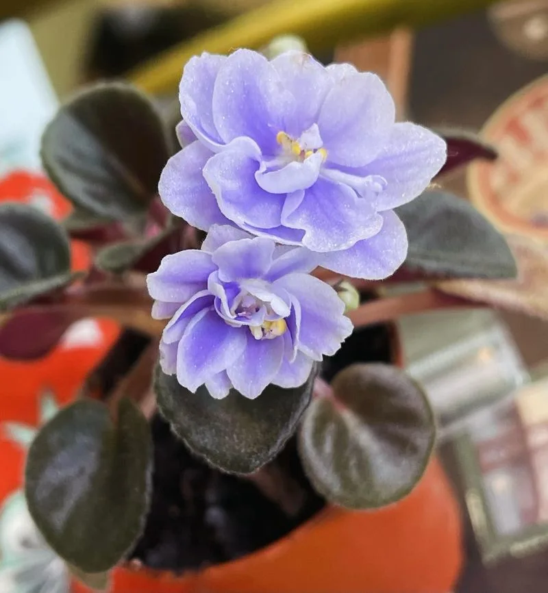 African Violet