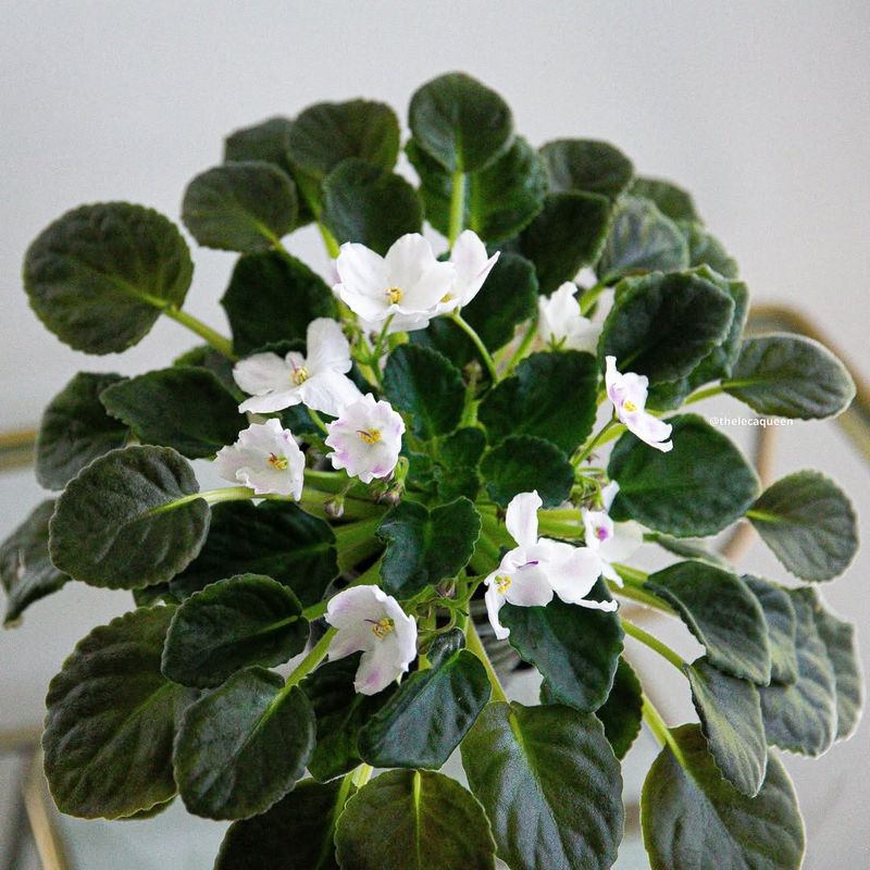 African Violet