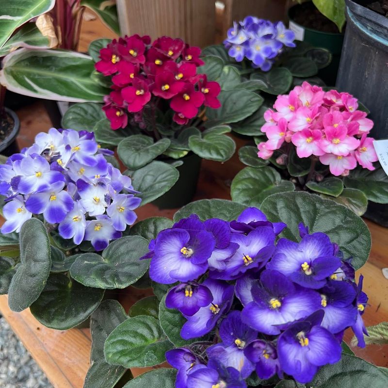 African Violet