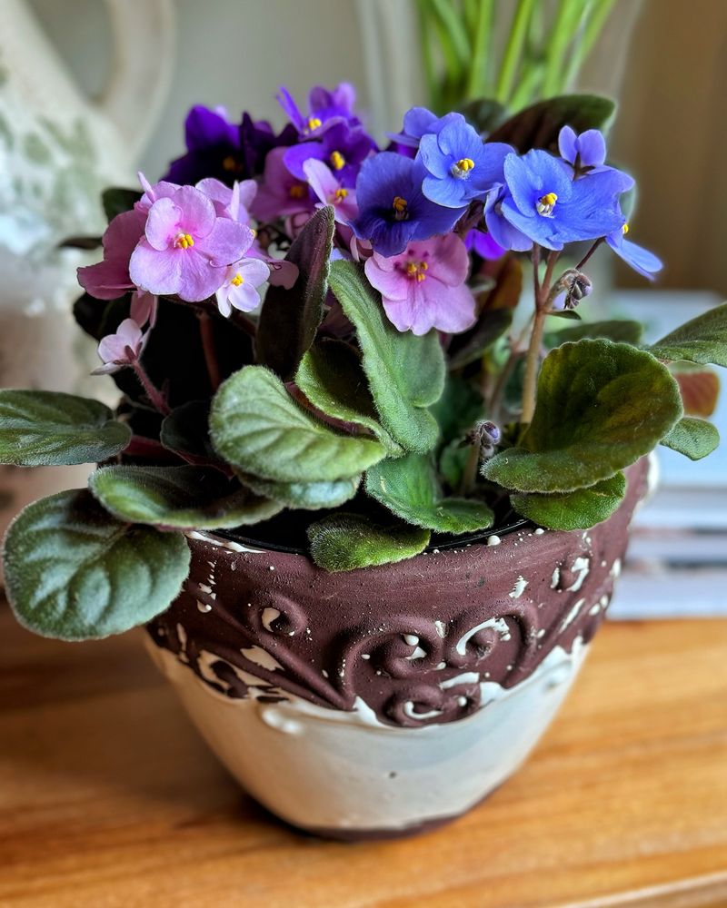 African Violet