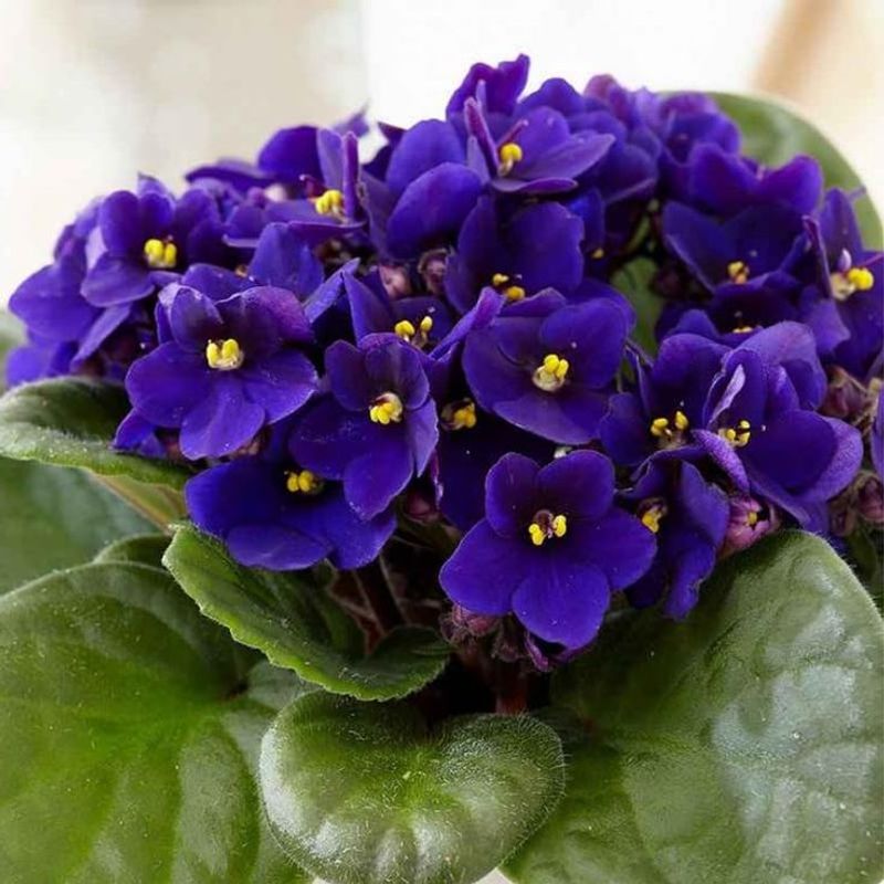 African Violet