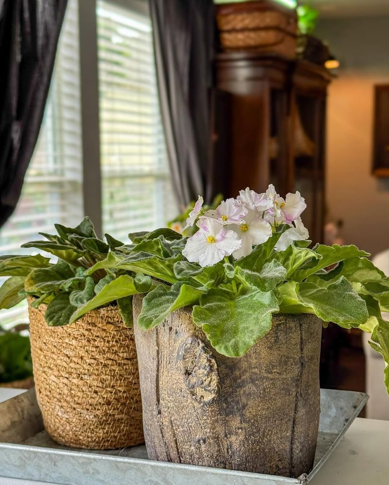 African Violet