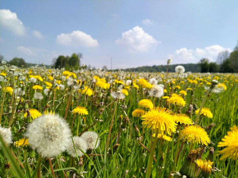 Dandelion