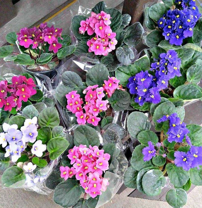 African Violets