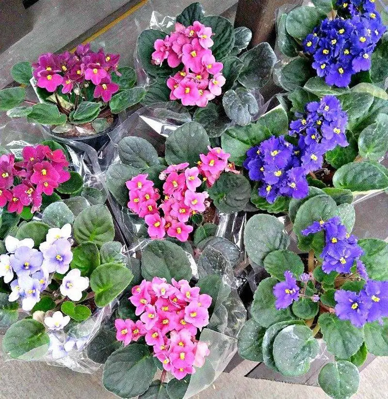 African Violets