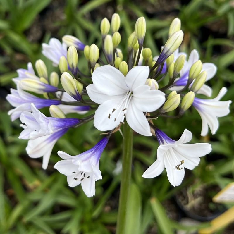 Agapanthus