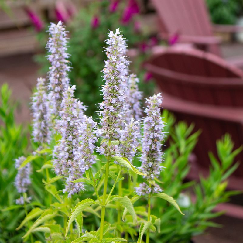 Agastache