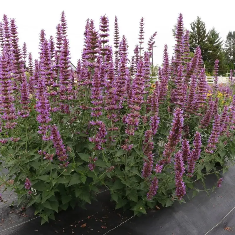 Agastache