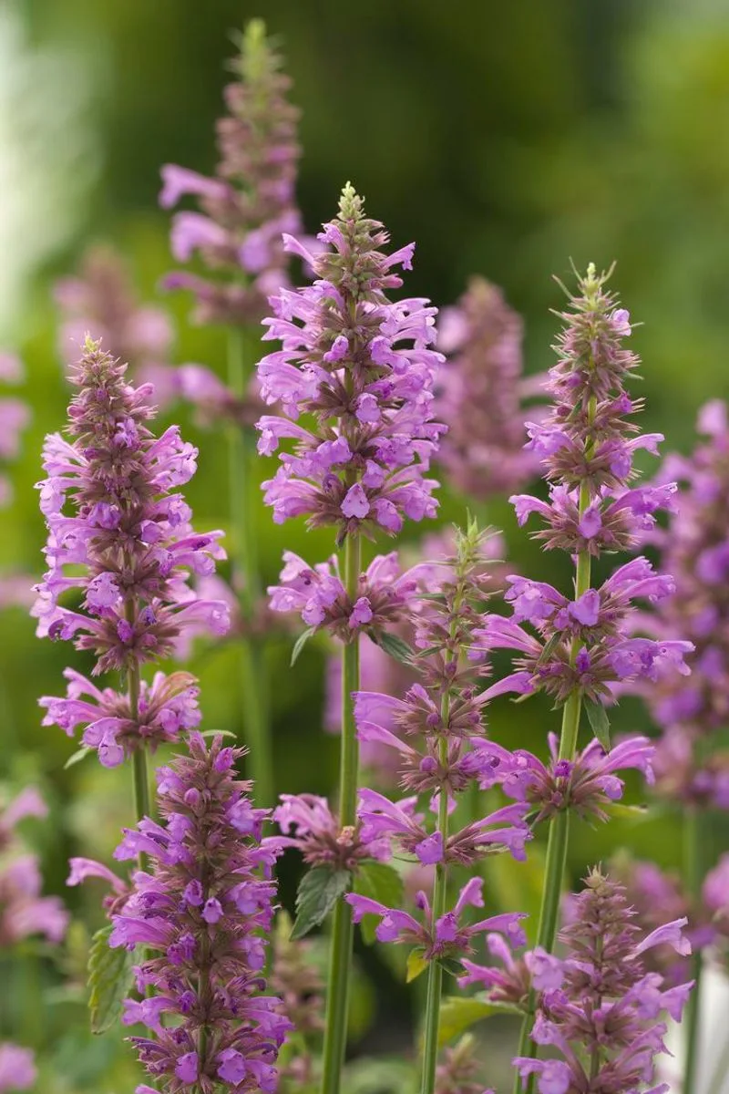 Agastache
