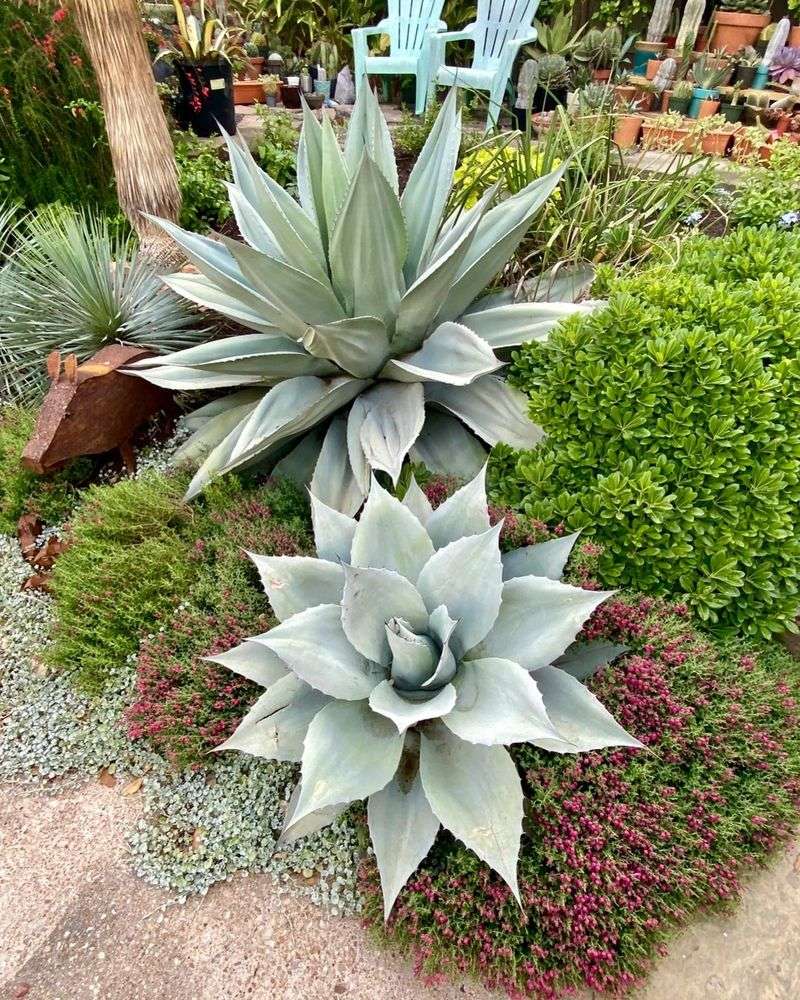 Agave