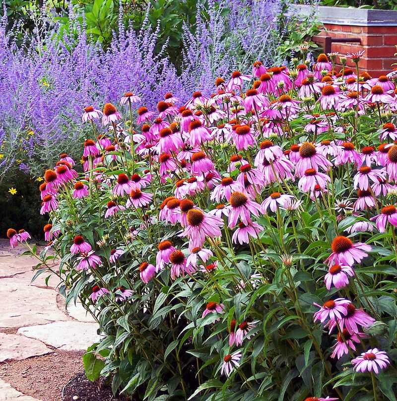 Coneflower