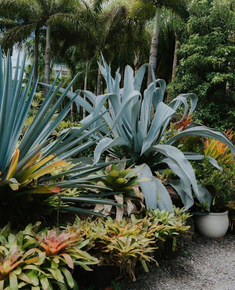 Agave