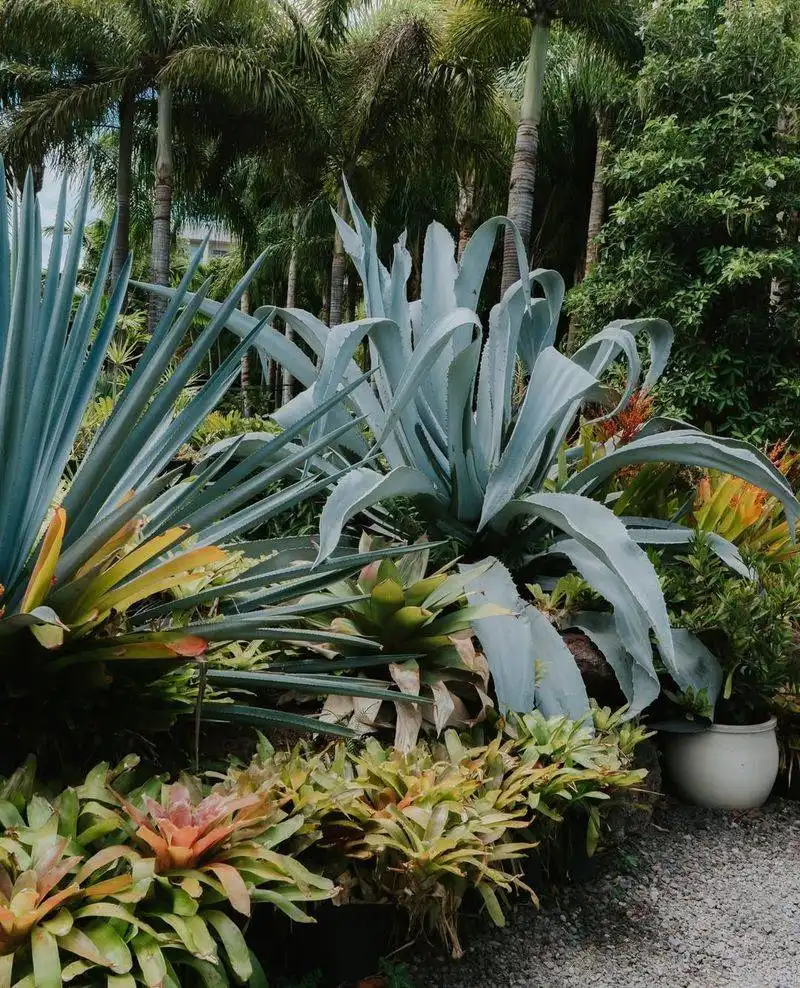 Agave