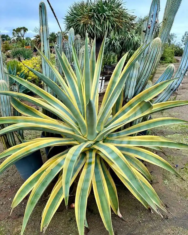 Agave
