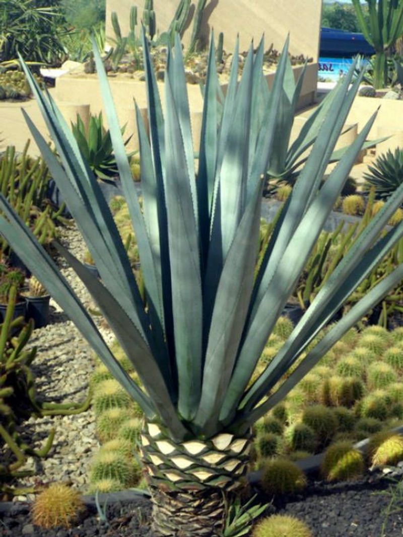 Agave