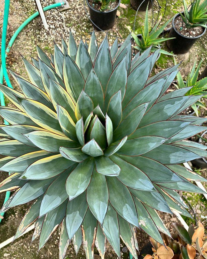 Agave