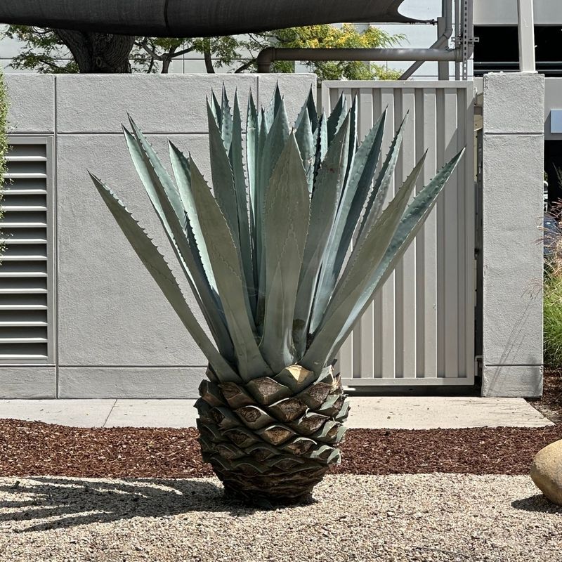 Agave