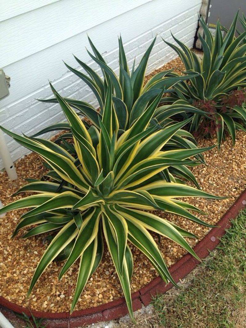 Agave