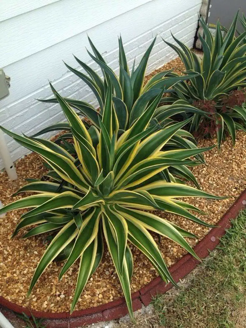 Agave
