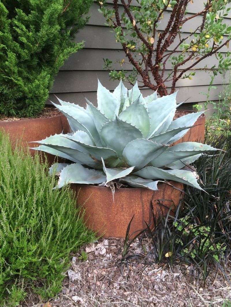Agave
