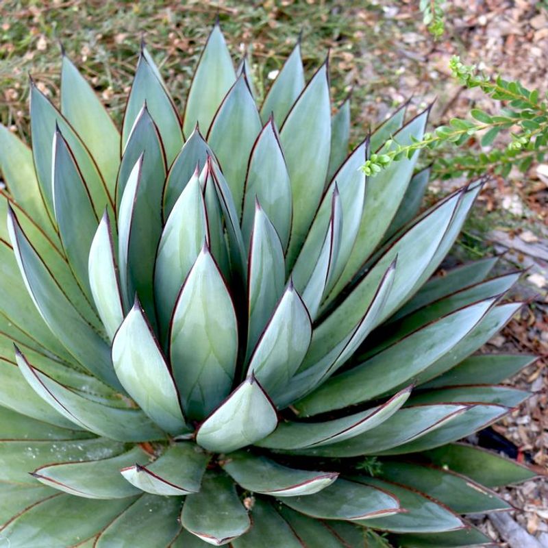 Agave