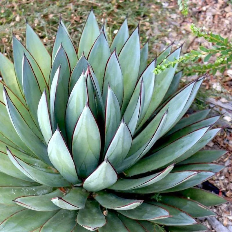 Agave