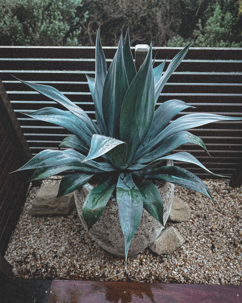 Agave