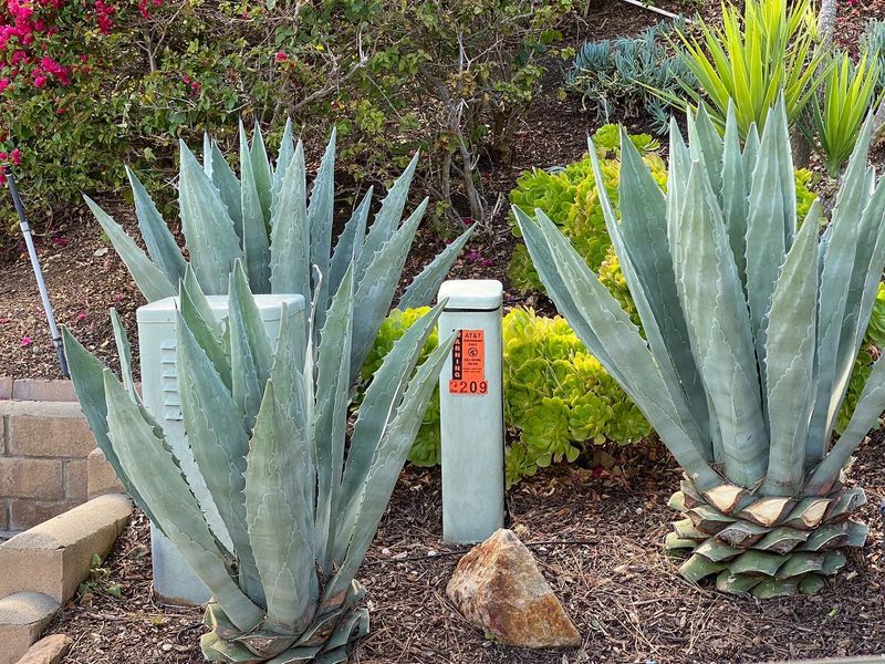 Agave