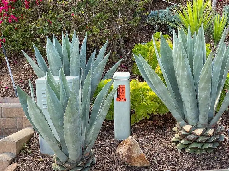 Agave