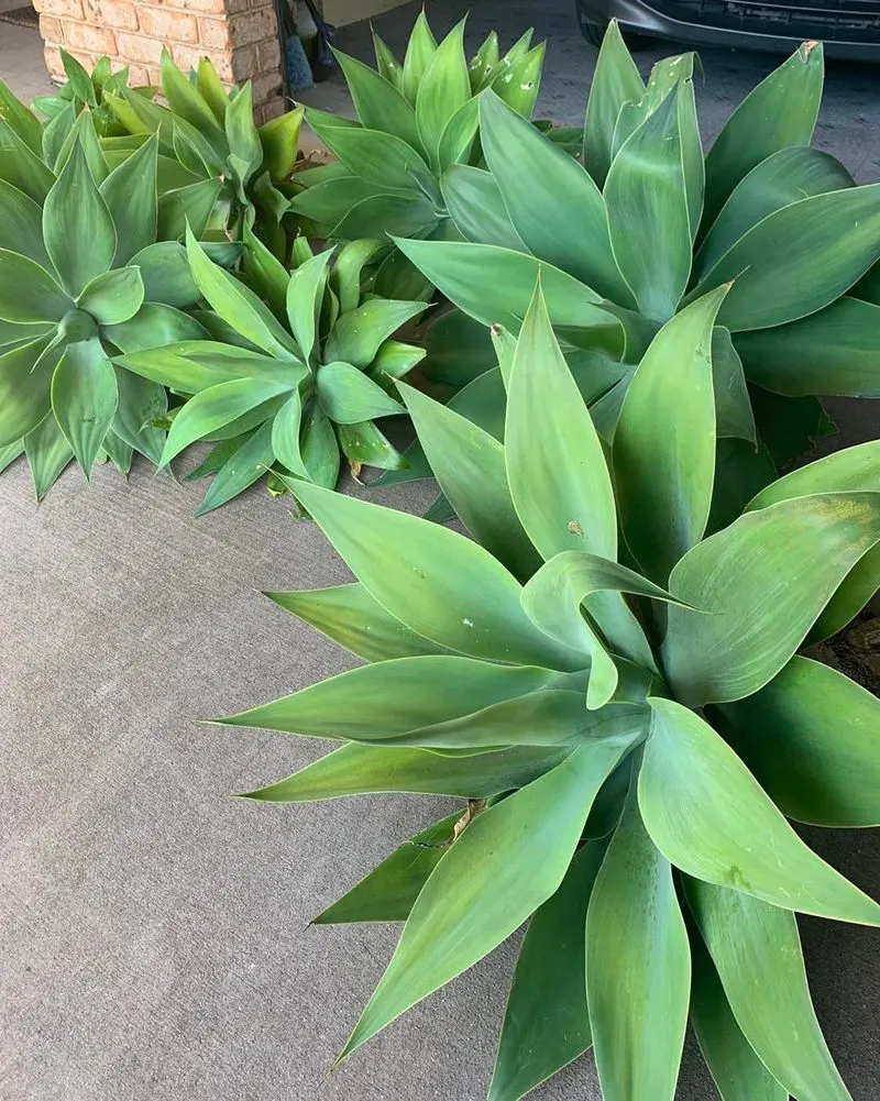 Agave