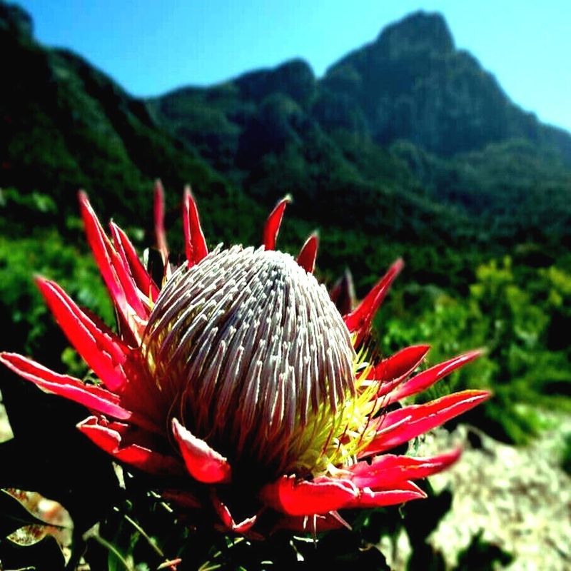 Protea