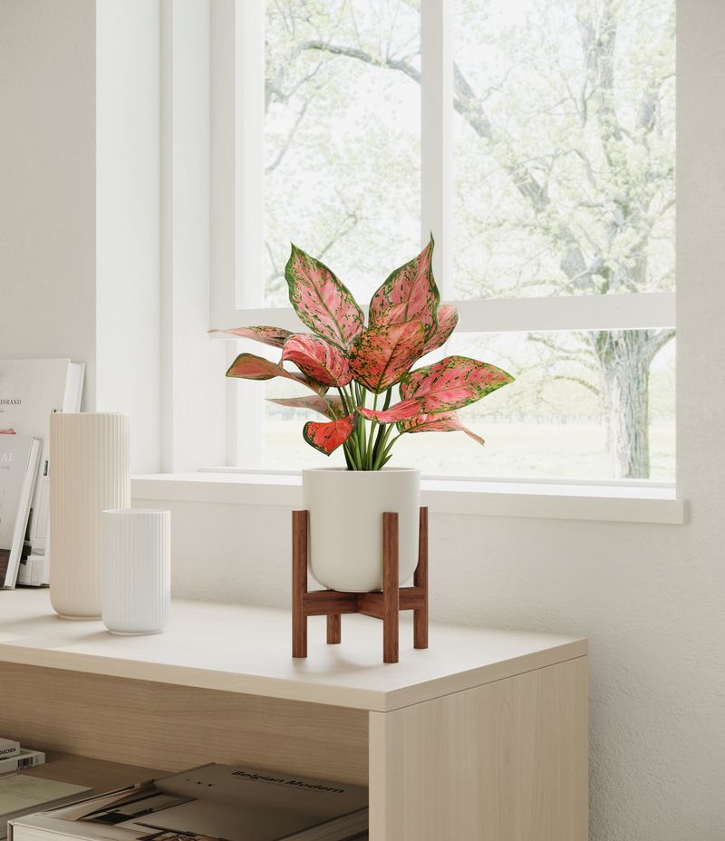 Aglaonema