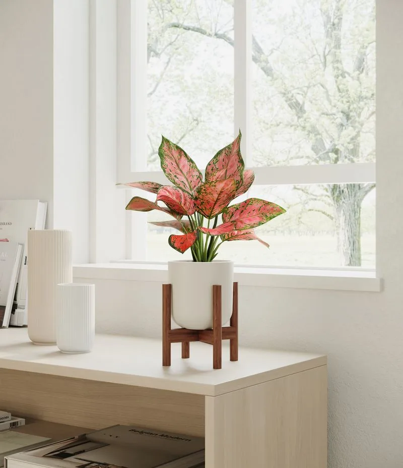 Aglaonema