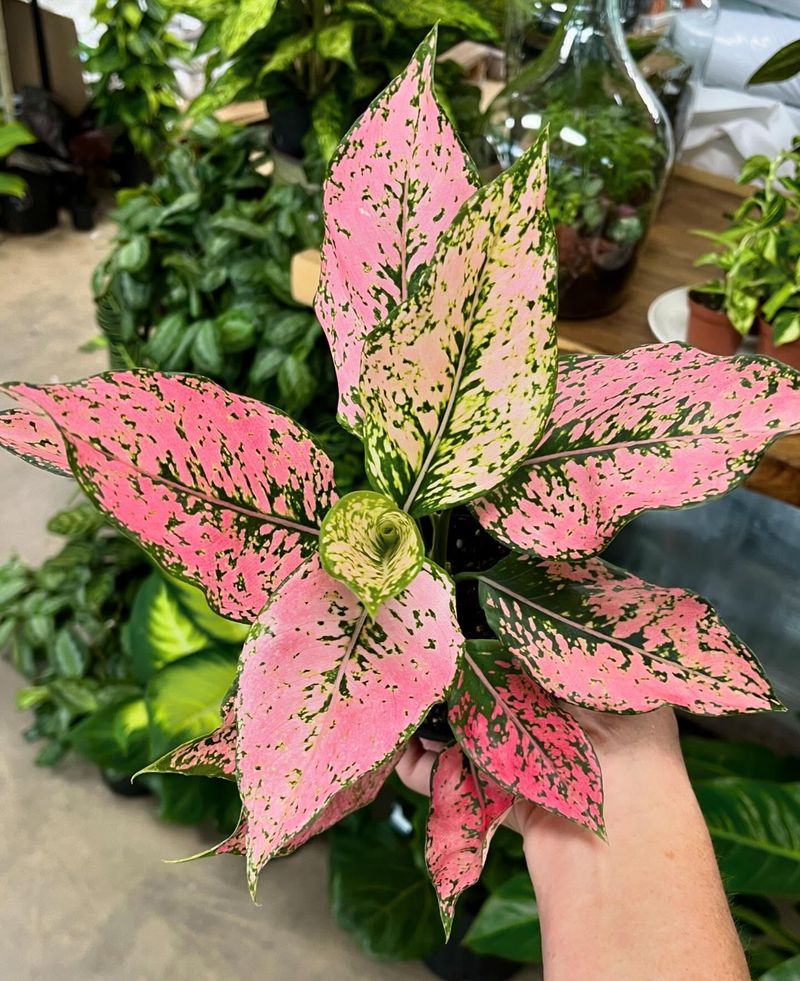 Aglaonema