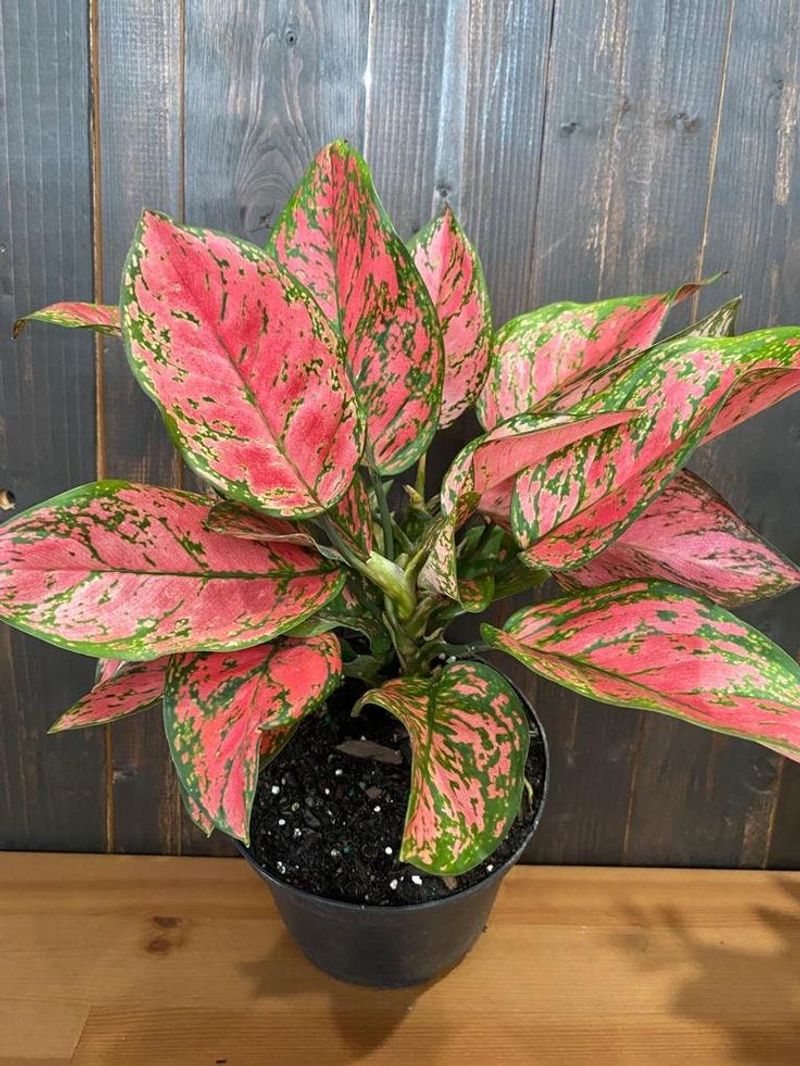 Aglaonema