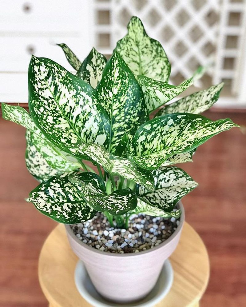 Aglaonema
