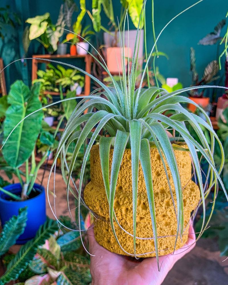 Air Plant