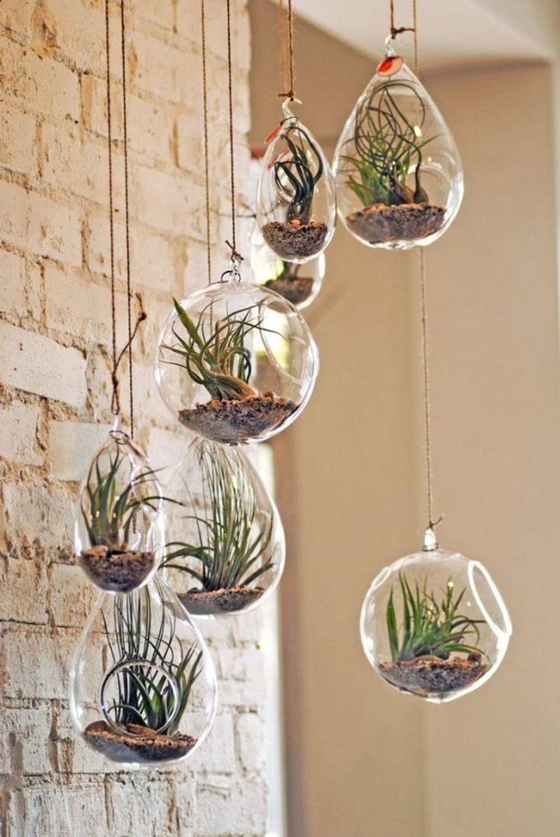 Air Plant Display