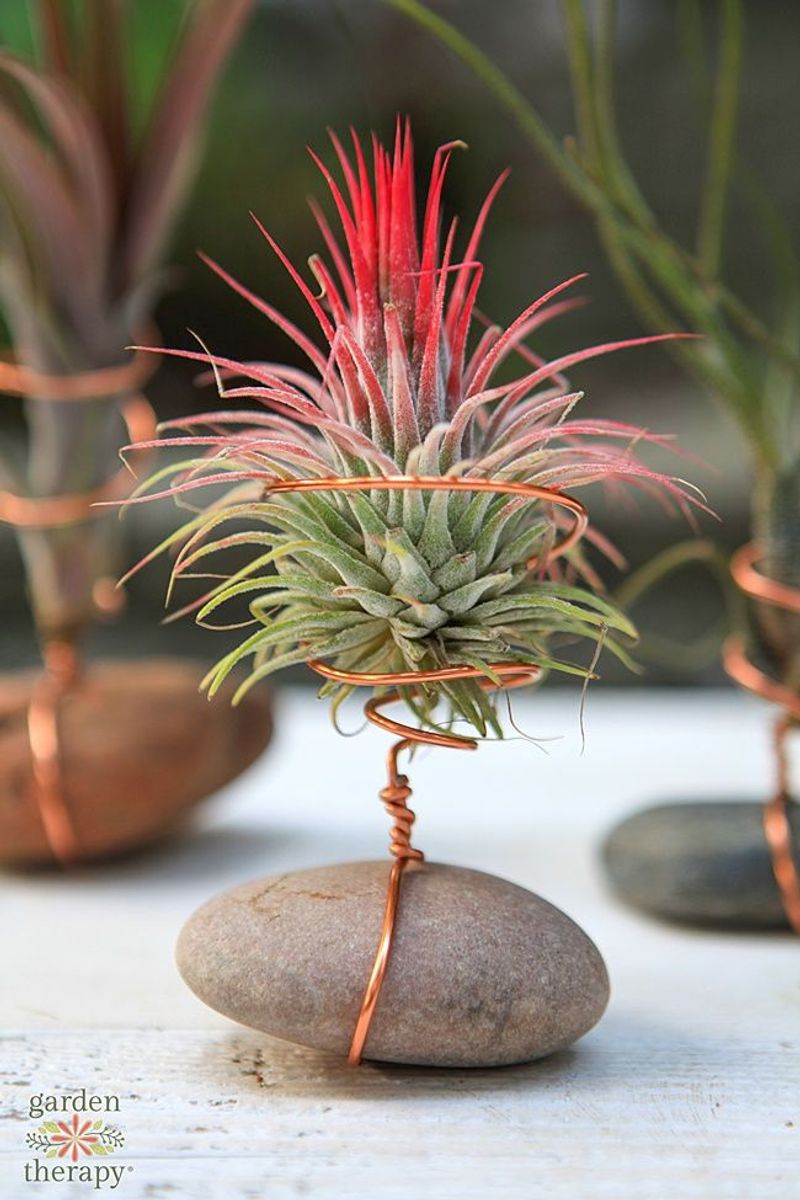 Air Plant Display