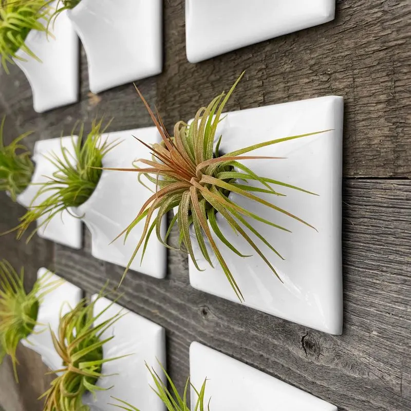Air Plant Displays
