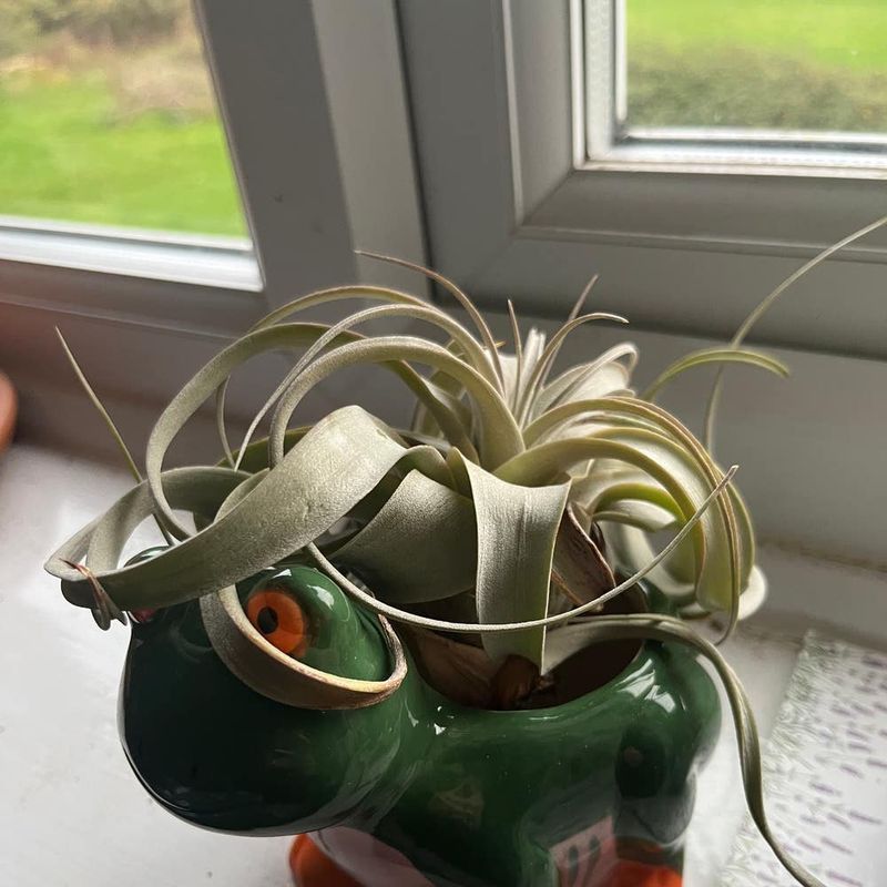 Air Plant Misstep