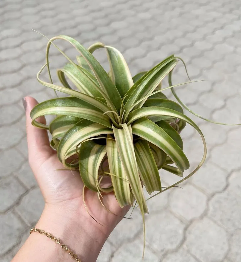 Air Plant (Tillandsia)