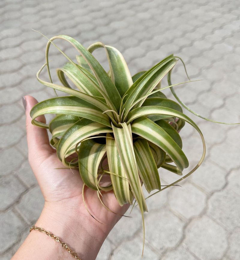 Air Plant (Tillandsia)