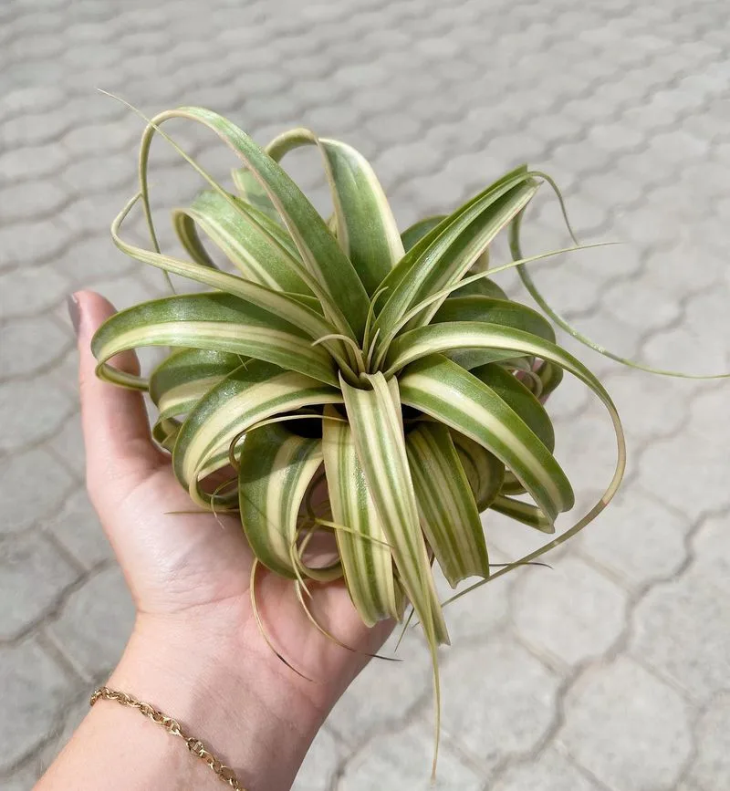 Air Plant (Tillandsia)