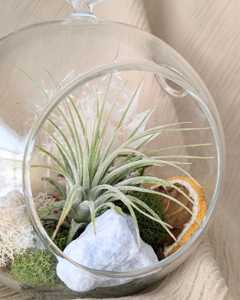 Air Plant