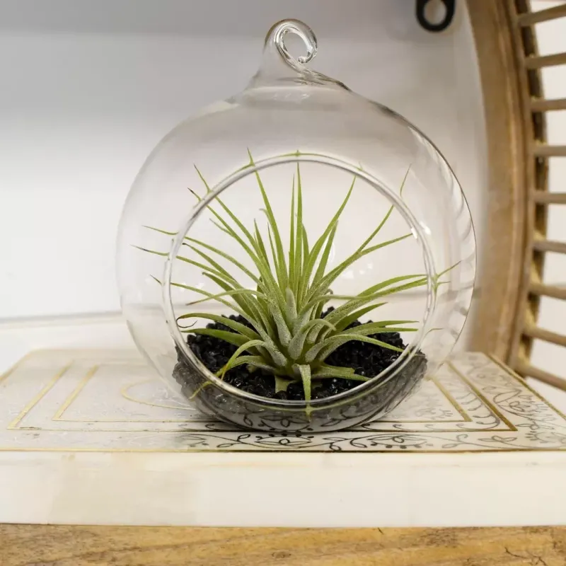 Air Plant