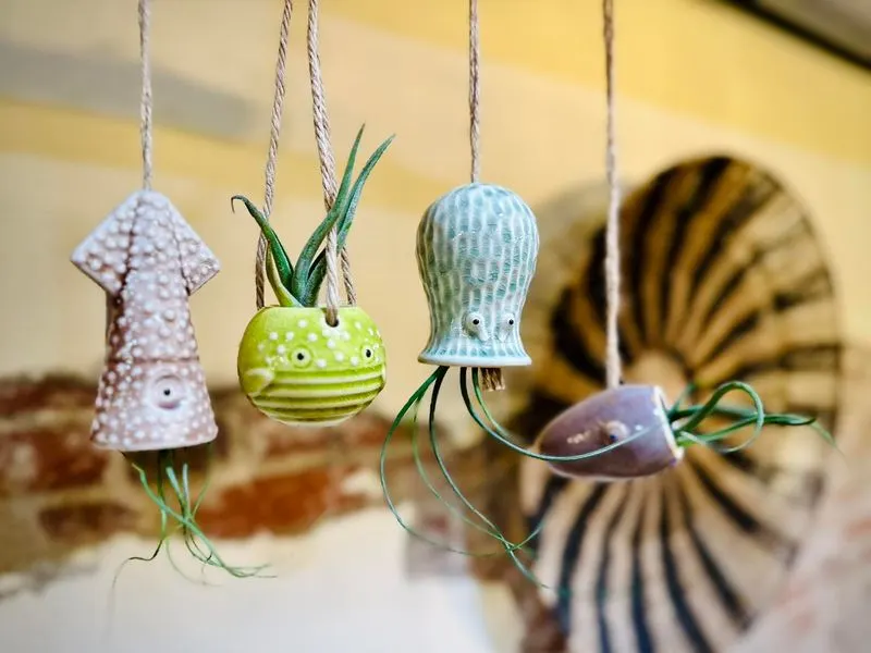 Air Plants Displays