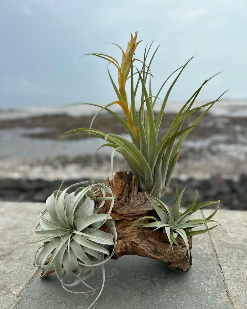 Air Plants (Tillandsia)